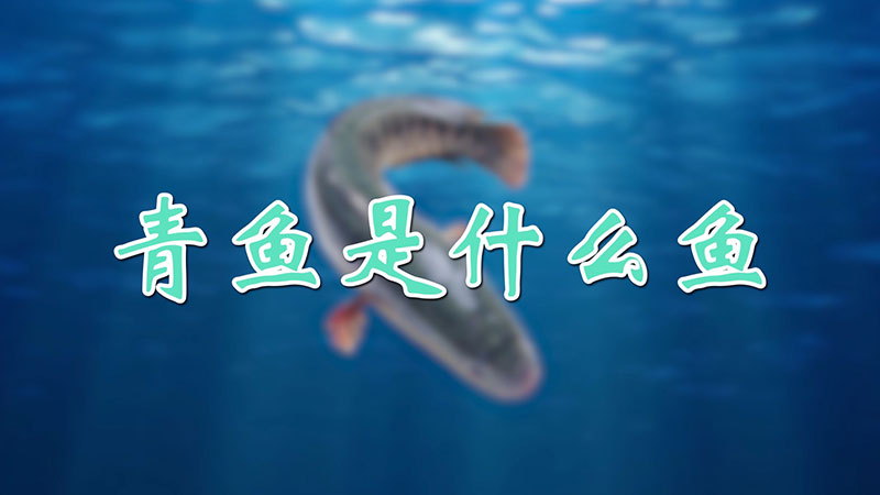 青魚是什么魚