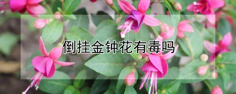 倒掛金鐘花有毒嗎