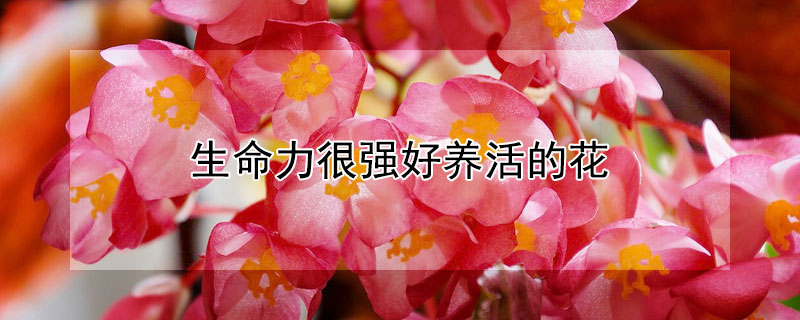 生命力很強(qiáng)好養(yǎng)活的花