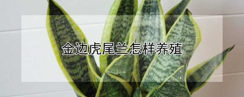 金邊虎尾蘭怎樣養(yǎng)殖