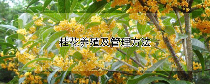 桂花養(yǎng)殖及管理方法