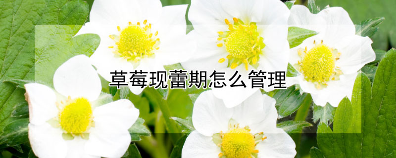 草莓現蕾期怎么管理