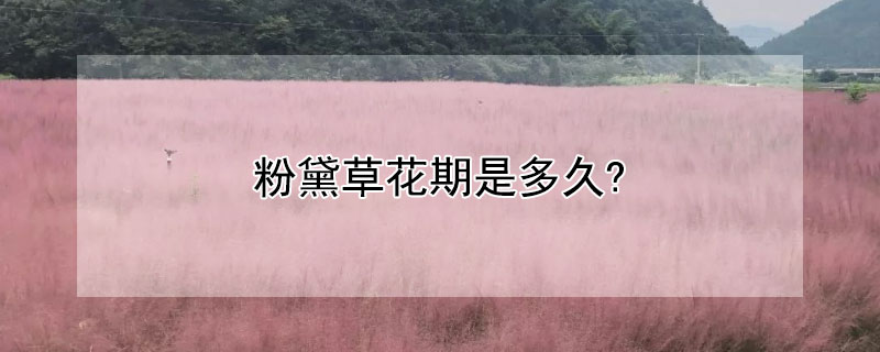 粉黛草花期是多久?