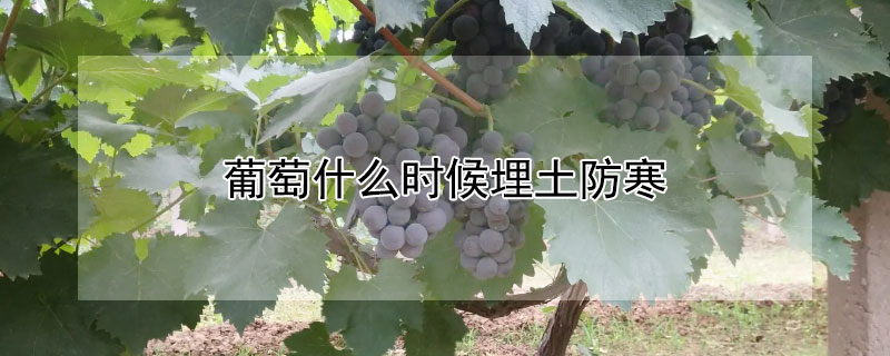 葡萄什么時候埋土防寒