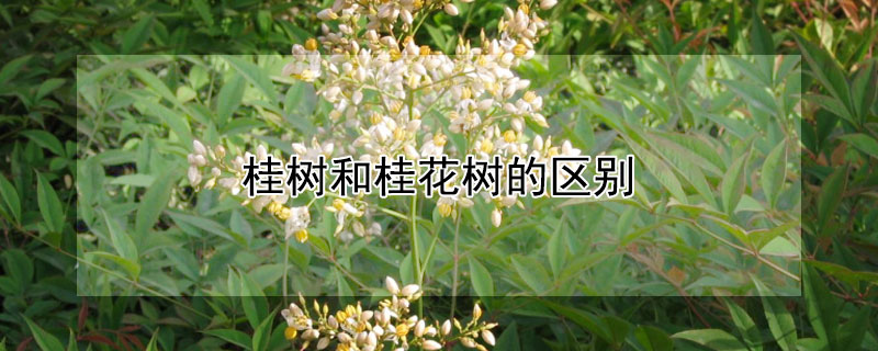 桂樹和桂花樹的區別