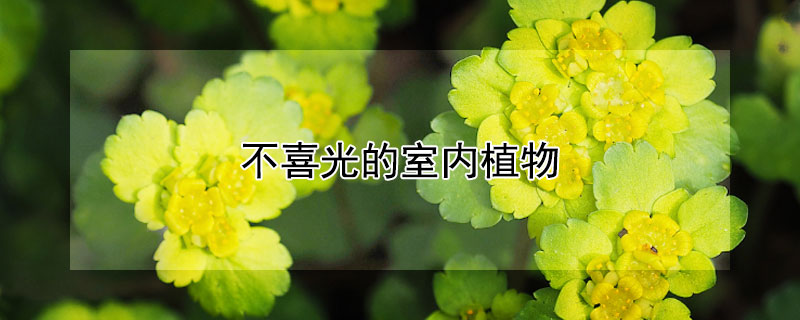 不喜光的室內植物