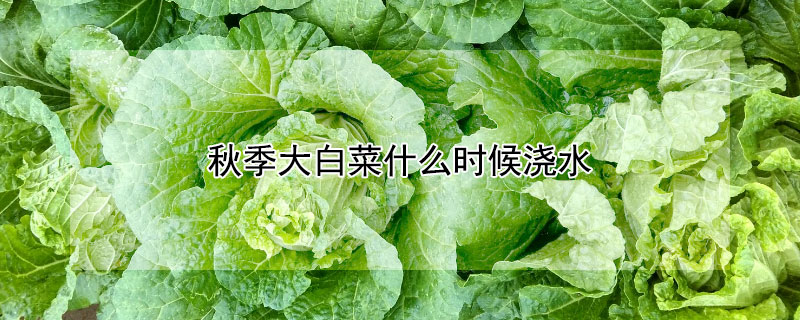 秋季大白菜什么時候澆水