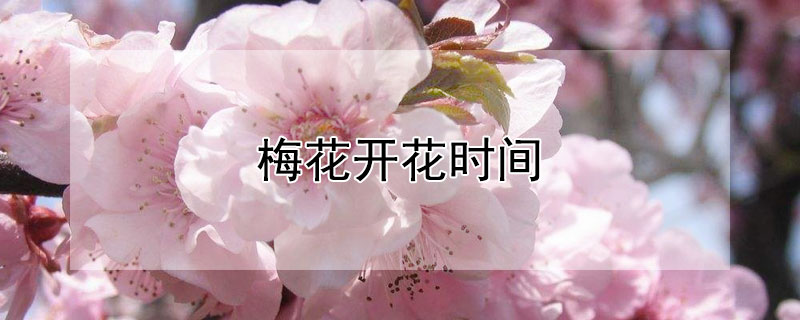 梅花開花時(shí)間