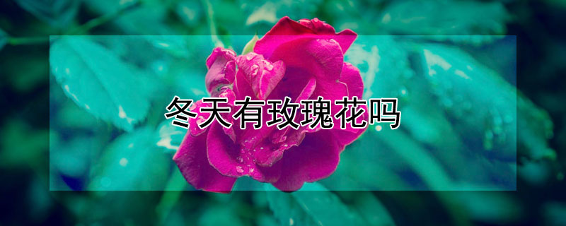 冬天有玫瑰花嗎