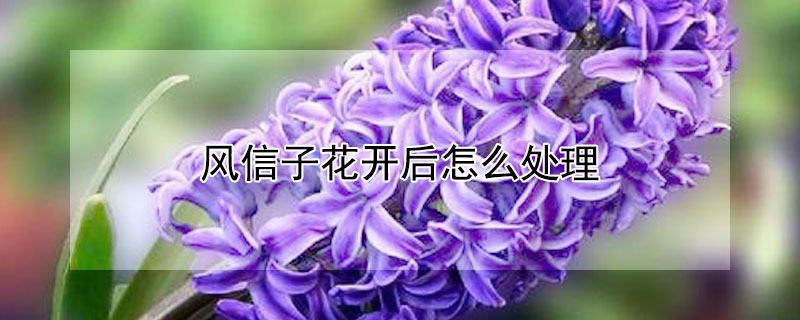 風信子花開后怎么處理