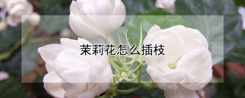 茉莉花怎么插枝