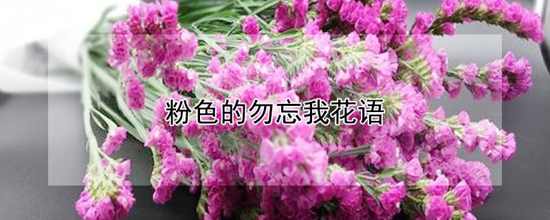 粉色的勿忘我花語