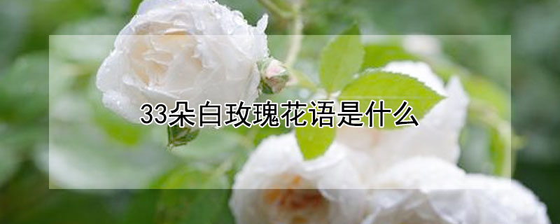 33朵白玫瑰花語是什么