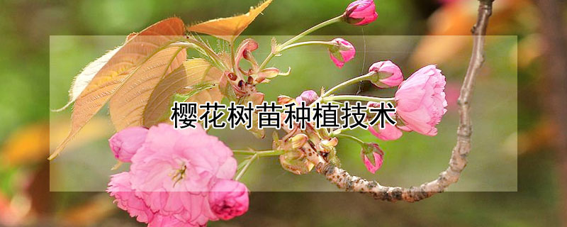 櫻花樹苗種植技術