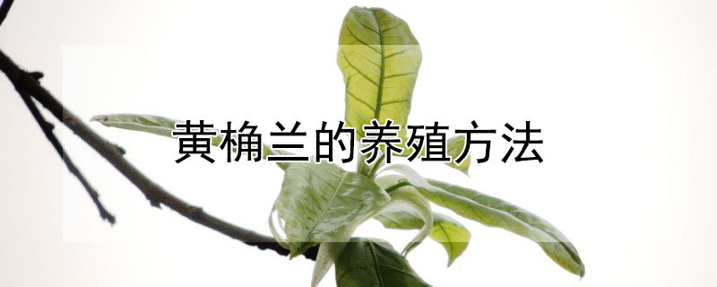 黃桷蘭的養(yǎng)殖方法