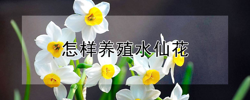 怎樣養(yǎng)殖水仙花