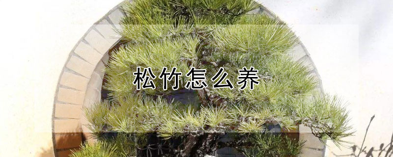 松竹怎么養(yǎng)