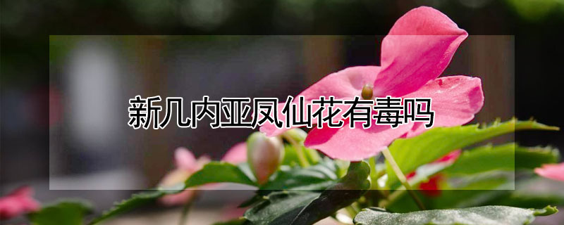 新幾內亞鳳仙花有毒嗎