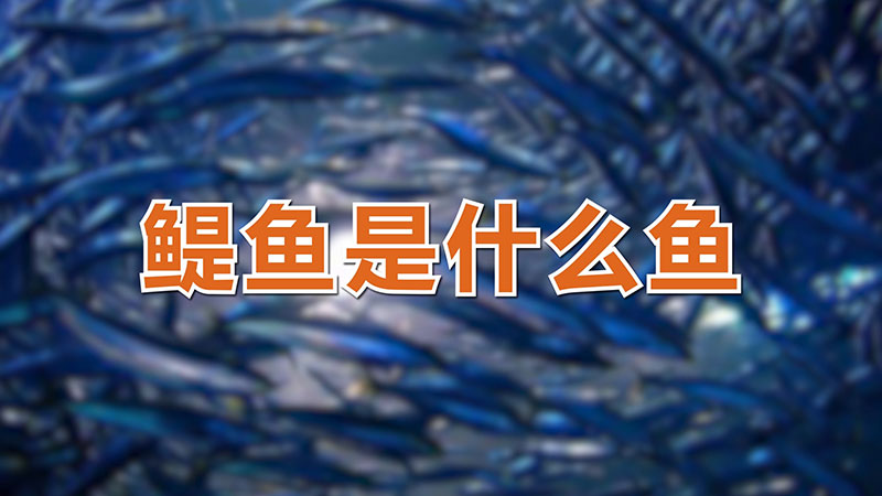 鳀魚是什么魚