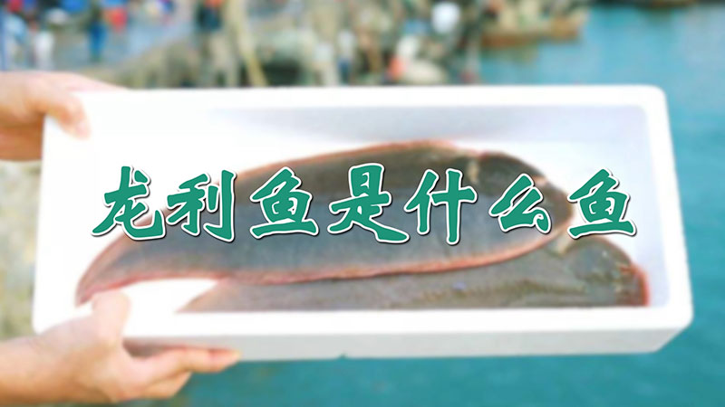 龍利魚是什么魚