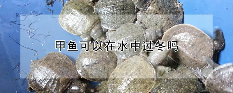 甲魚可以在水中過(guò)冬嗎