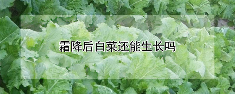 霜降后白菜還能生長嗎