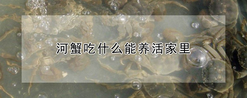 河蟹吃什么能養(yǎng)活家里