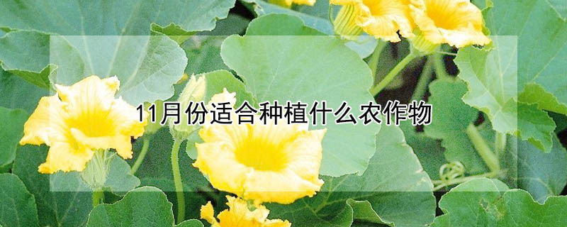 11月份適合種植什么農(nóng)作物