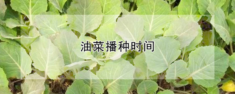 油菜播種時(shí)間