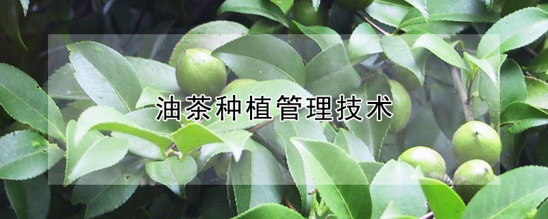 油茶種植管理技術