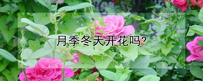 月季冬天開花嗎?