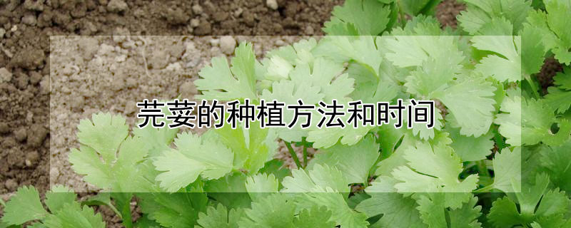 芫荽的種植方法和時間