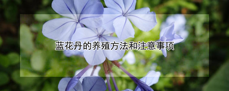 藍(lán)花丹的養(yǎng)殖方法和注意事項(xiàng)