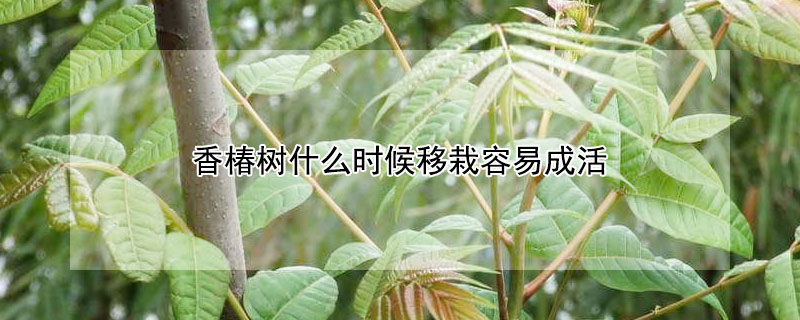 香椿樹什么時候移栽容易成活