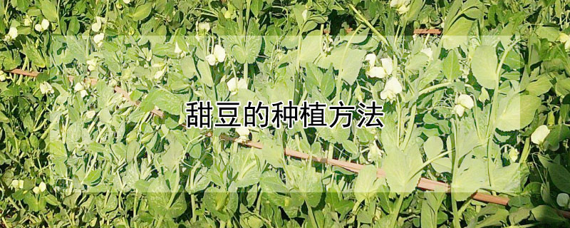 甜豆的種植方法