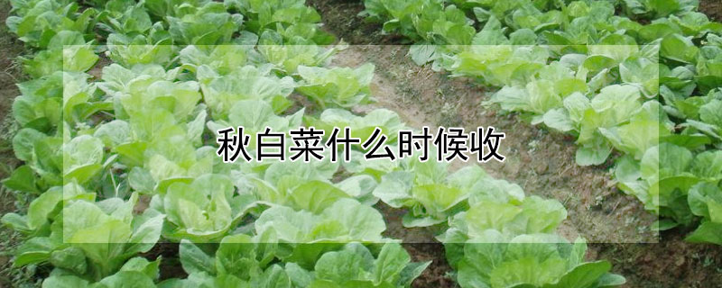 秋白菜什么時候收