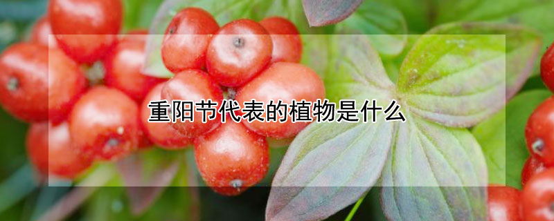 重陽節代表的植物是什么