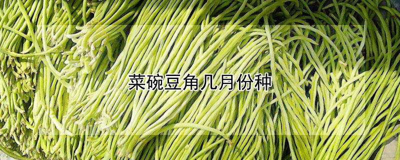 菜碗豆角幾月份種