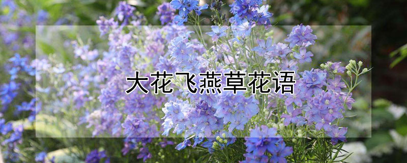 大花飛燕草花語(yǔ)