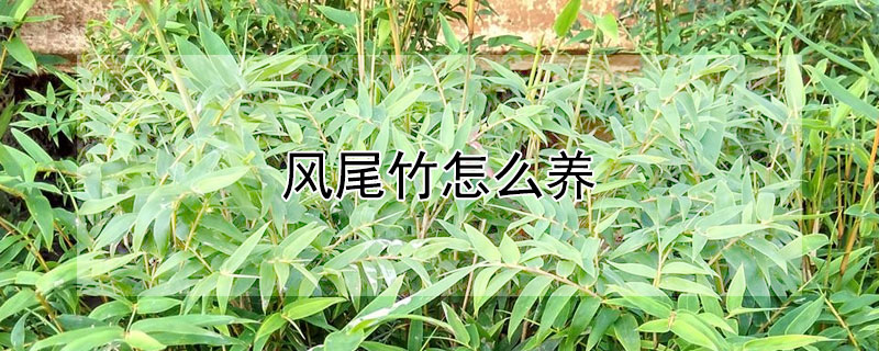 風(fēng)尾竹怎么養(yǎng)