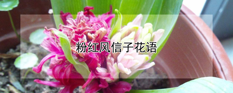 粉紅風信子花語