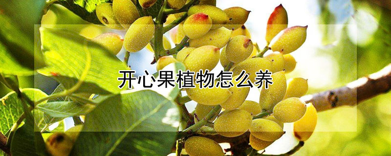 開心果植物怎么養(yǎng)