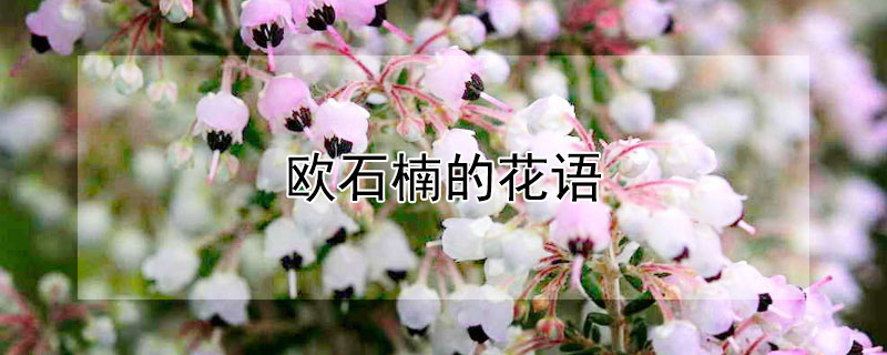 歐石楠的花語(yǔ)