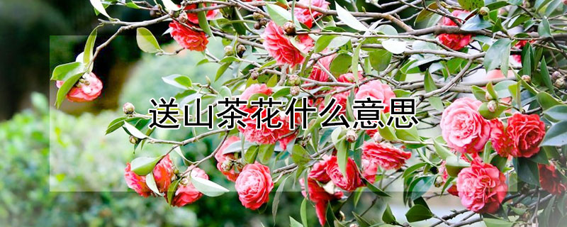 送山茶花什么意思