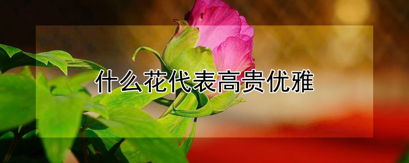 什么花代表高貴優(yōu)雅