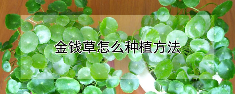 金錢(qián)草怎么種植方法