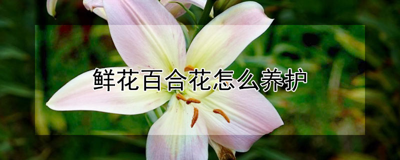 鮮花百合花怎么養(yǎng)護(hù)