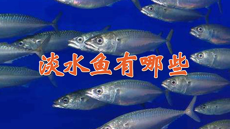 淡水魚有哪些