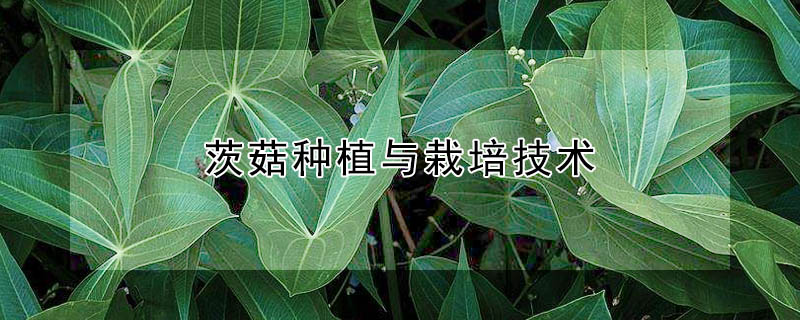 茨菇種植與栽培技術