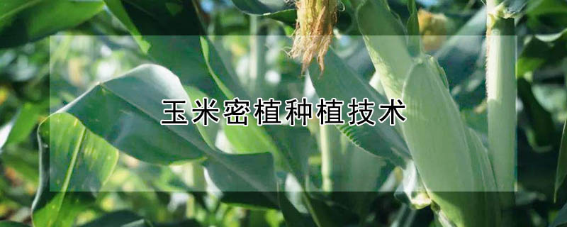 玉米密植種植技術(shù)